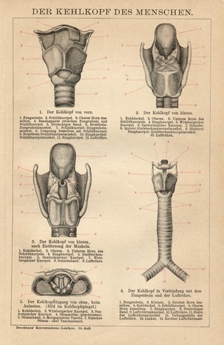 Antica stampa 1898 - antica,
