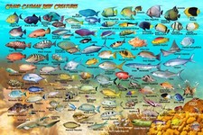 Grand Cayman Island Fish & Map Poster