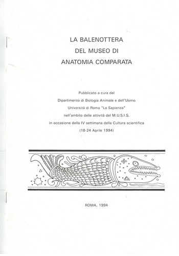 Balenottera del museo di - balenottera,