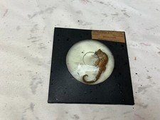 SUOVENIR  VINTAGE CAVALLUCCIO ANNI 50/60