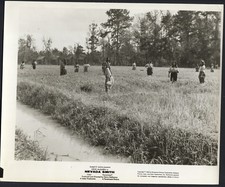 Nevada Smith '65 RICEFIELD