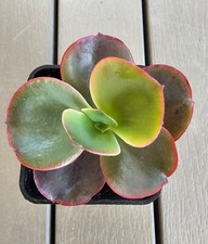 Echeveria SP