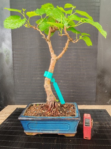 Bonsai gelso cm visita - gelso,