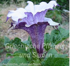 Datura CORNUCOPAEA * tromba