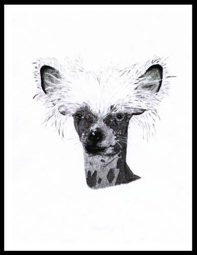 Poster stampa arte cane - poster,