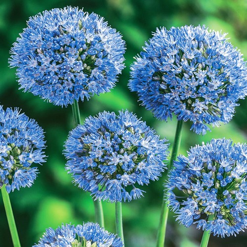 Bulbi fiori cipolle - bulbi,