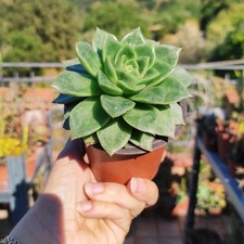 ??Vaso ECHEVERIA AGAVOIDES AGAVOIDE ??? +Omaggio