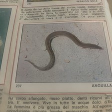 FIGURINA  N.237  IL MONDO DEGLI ANIMALI ED.PANINI 1970  OTTIMA Da RECUP