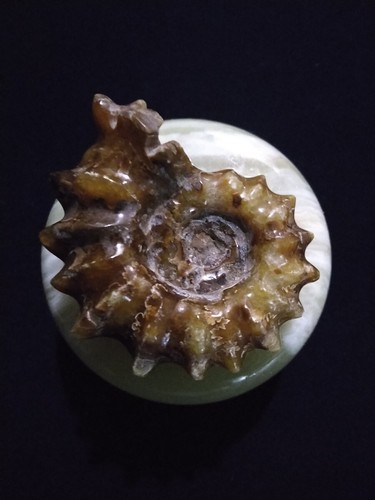 Esemplare ammonite fossile - ammonite,