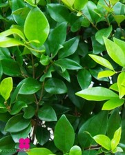 Pianta di LIGUSTRO GIAPPONESE