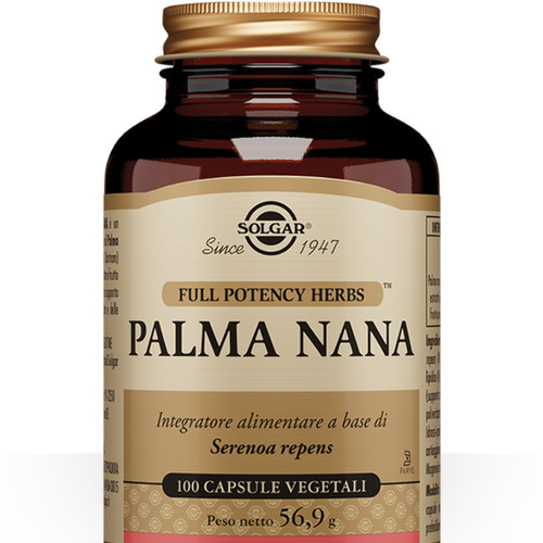 Palma nana - palma,