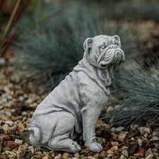 Bulldog inglese cane bullo