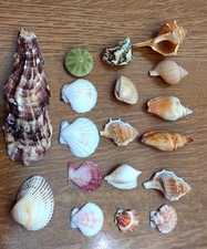 LOTTO DI  18 CONCHIGLIE DA TUTTO IL MONDO