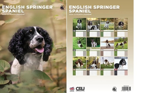 English springer spaniel 2026 - spaniel,