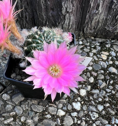 Trichocereus-Echinopsis-Lobivi