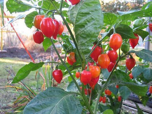 Peperoncino capsicum - -,