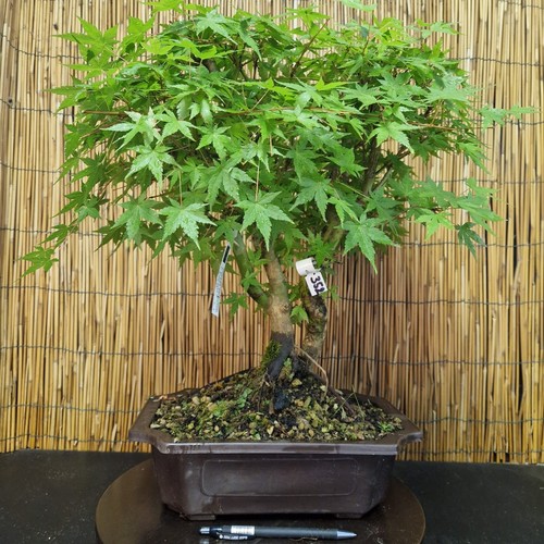 Bonsai acero yamamomijii h - di,
