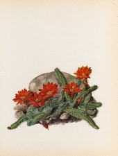 Stampa botanica vintage stampa