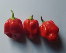 Habanero Red Rosso Polvere