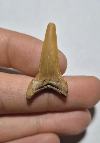 Dente fossile squalo - dente, di