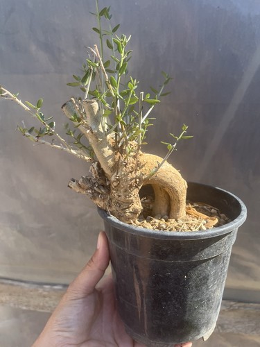 Bonsai olivastro yamadori - olivastro,