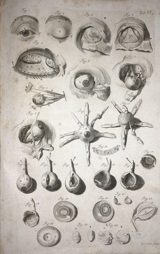 MEDICINA-OCULISTICA-OCCHIO-VIS