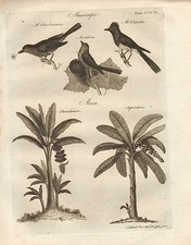 1797 Georgiano Stampa ~