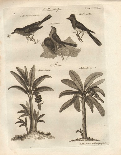 1797 georgiano stampa - 1797, ~
