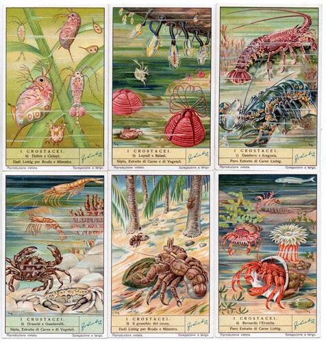 1373 liebig i crostacei - 1373, /