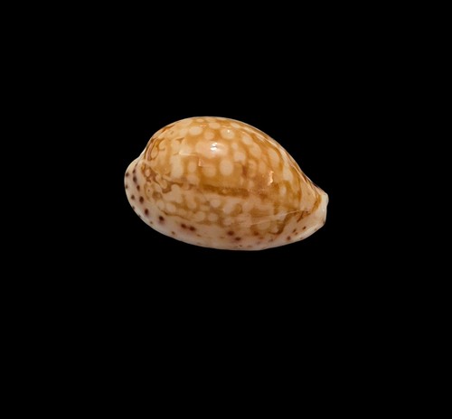 Conchiglia shell cypraea - shell,
