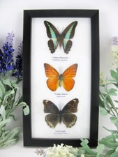 3 farfalle vere, imbottite