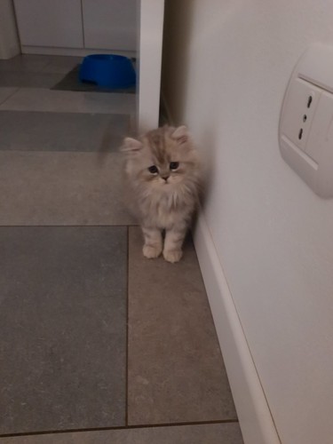 Gatti persiani sono - gatti,