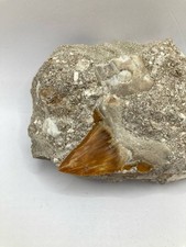 Raro fossile di dente di