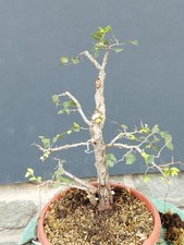 Bonsai Carpino Bianco 50x10cm In Vaso Pianta Interno Esterno Pre Bonsai Grande ⭐