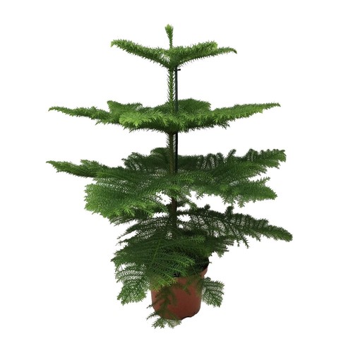 Abete camera araucaria - camera,