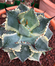 Agave isthmensis cv DELAWARE variegato ex NCS U.S.A - Variegato Delaware-Agav