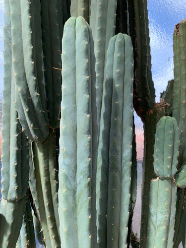 Piante grasse cactus talee - piante,