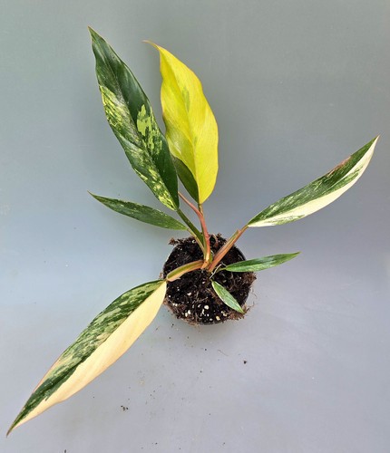 Bellissimo philodendron - bellissimo,