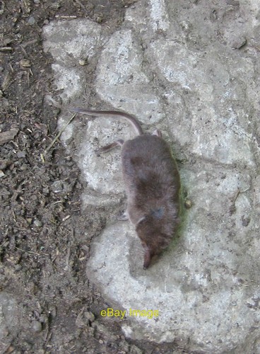 Photo 6x4 dead shrew a - 6x4,