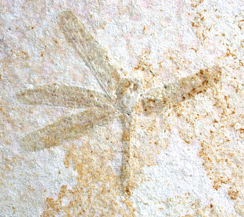 Malm tarsophlebia - malm, sp