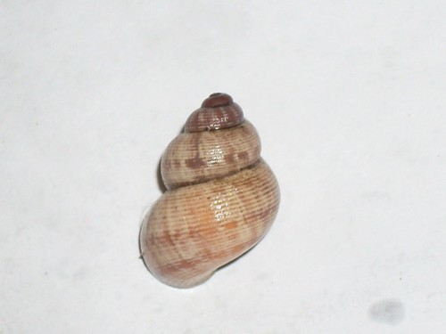 Pomatias elegans special - pomatias,