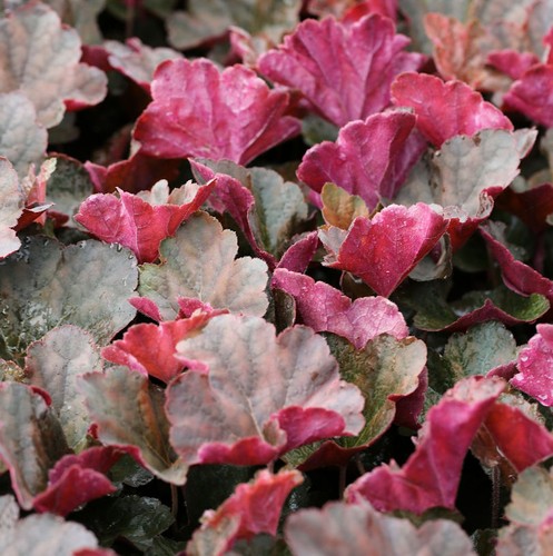 Moka campanella viola - ,