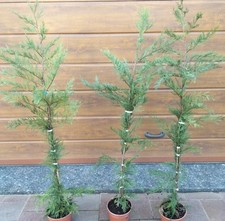 Piante cipresso leylandii - 10,