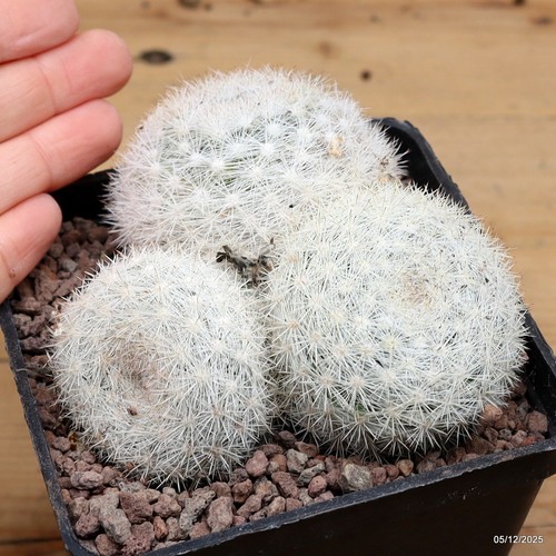 Mammillaria candida vaso - mammillaria,