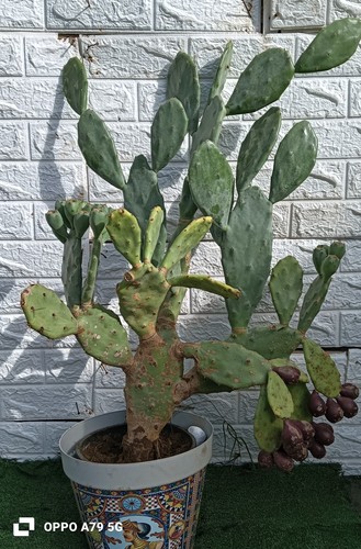 Fico india opuntia chumbera - fico,
