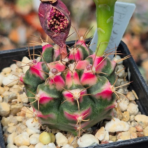 Gymnocalycium mihanovichii
