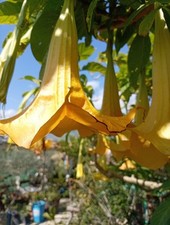 Brugmansia charles grimaldi - brugmansia, "charles