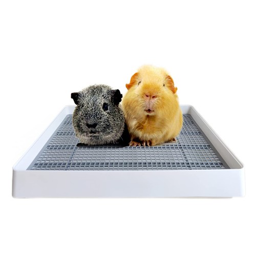 Coniglio grande lettiera - grande, cavia