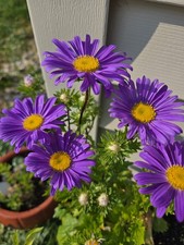 Violet Crego Aster Organic