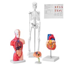 VEVOR Modello Anatomico per Corpo Umano 4 Pezzi Cervello Torso Cuore Scheletro